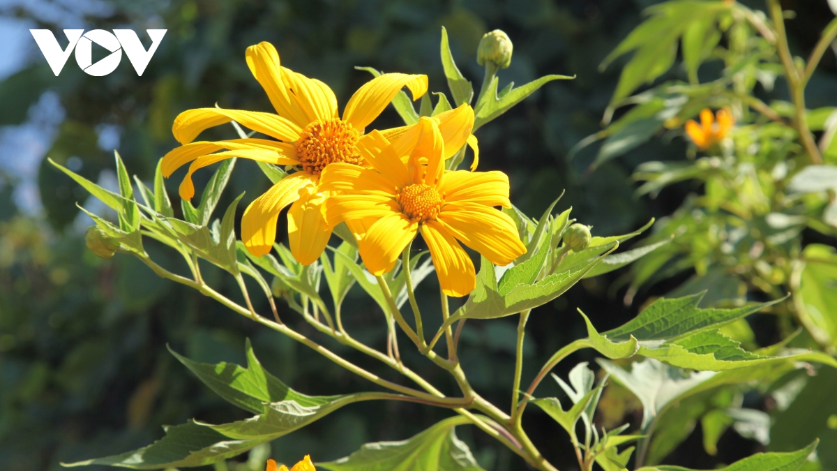 Wild sunflowers paint Dien Bien province bright yellow